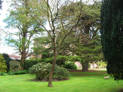 Wooded garden